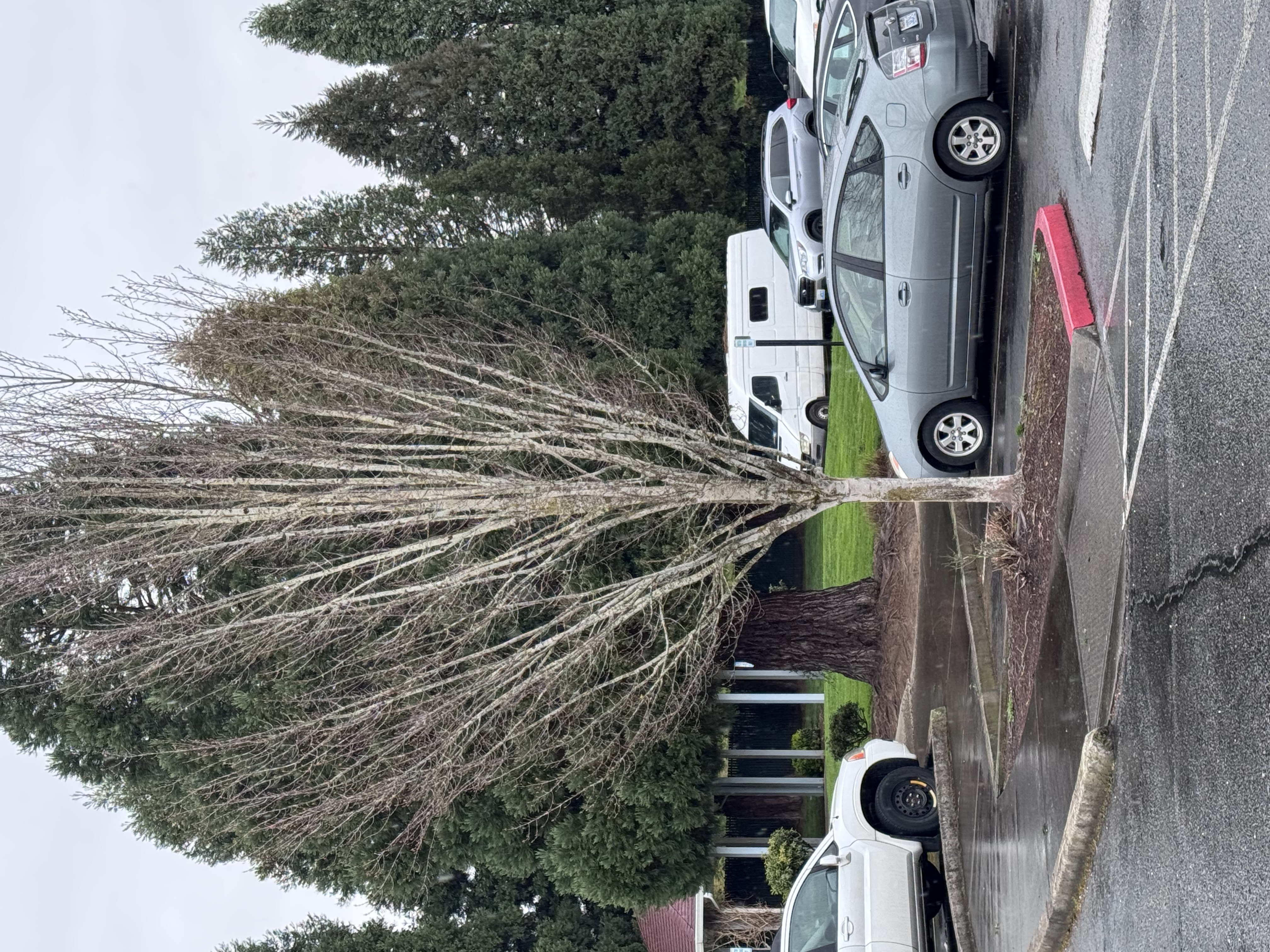 Professional Tree Removal and Safety Clearing in Portland OR and Vancouver WA