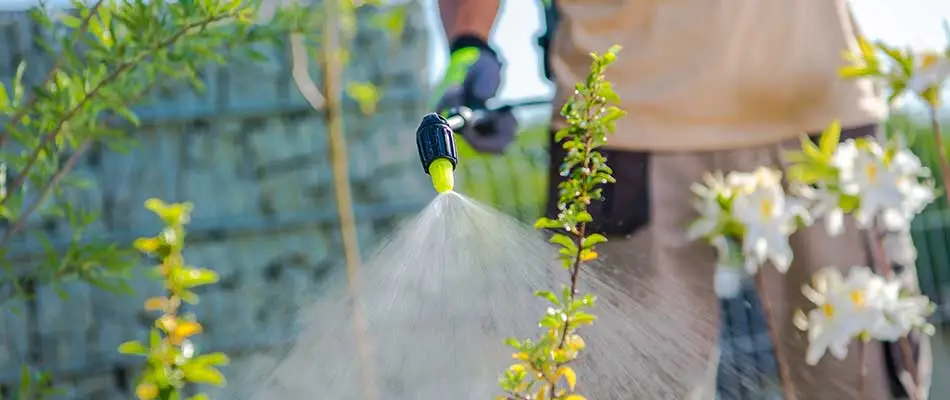 Professional Flower Bed Weed Control and Garden Maintenance in Portland OR and Vancouver WA