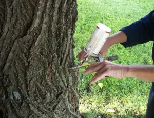 Professional Trunk Injection and Tree Therapy in Portland OR and Vancouver WA