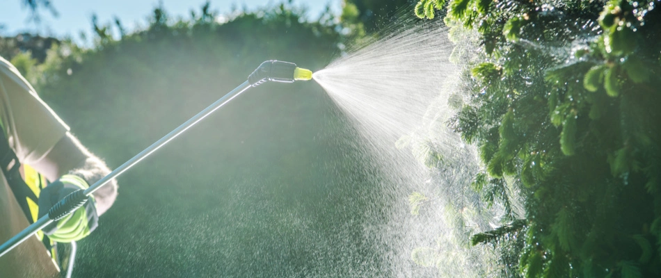 Professional Tree Insecticide Spray and Pest Management in Portland OR and Vancouver WA